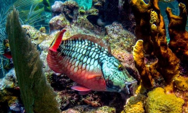 Arrecifes de coral ‘asediados’ por las altas temperaturas