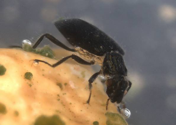 Novedoso ‘Atlas de coleópteros acuáticos de la península’