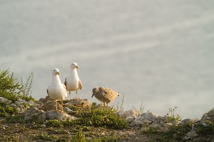Gaviotas: cómo sobrevivir de los despojos