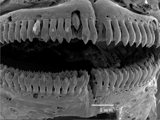 Peces australianos confirman la convergencia de la teoría evolutiva