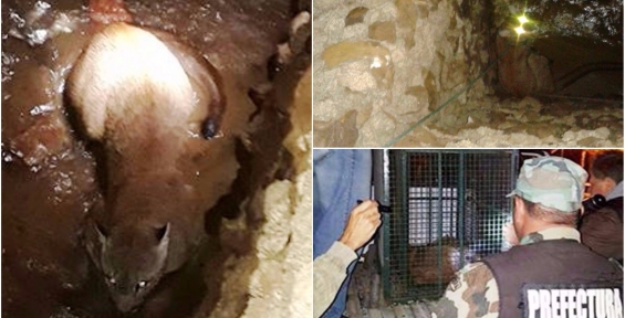 Argentina: Apareció un puma en la costanera de Itatí