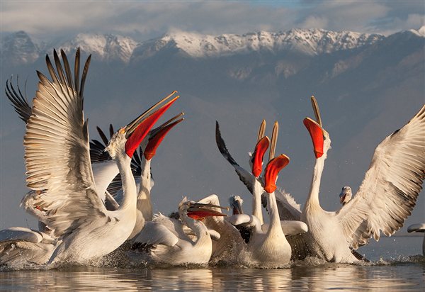 Proyecto internacional para la recuperación de 16 especies de aves emblemáticas de Europa