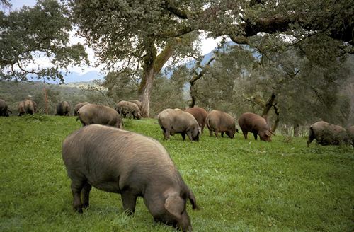 Extremadura. La explotación y la conservación de la dehesa