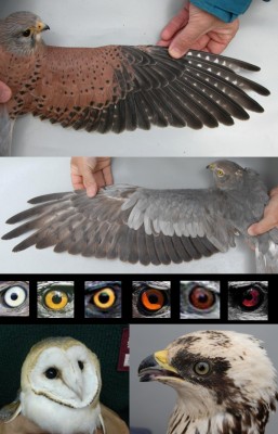 Curso sobre identificación de edad y sexo en rapaces ibéricas