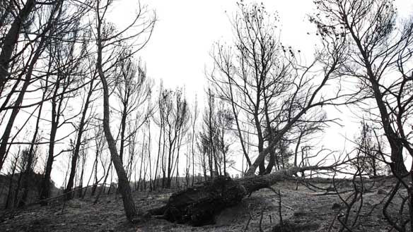 Peligros de erosión y desertización en las zonas quemadas de Valencia