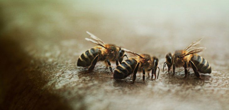 Abejas ‘amenazadas’ en Europa