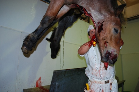 El Ayuntamiento de El Tiemblo (Ávila) quiere mandar más caballos abandonados al matadero