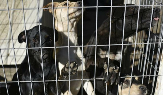 Argentina. Terror en un refugio de animales en Córdoba donde mataron 37 perros