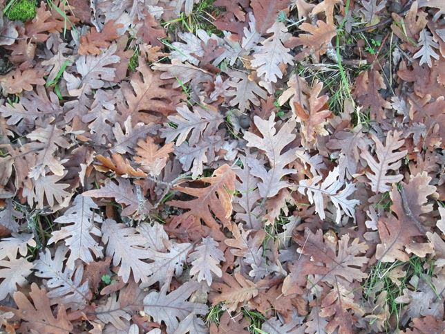 Conoce las seis rutas ‘imprescindibles’ a bosques caducifolios gallegos