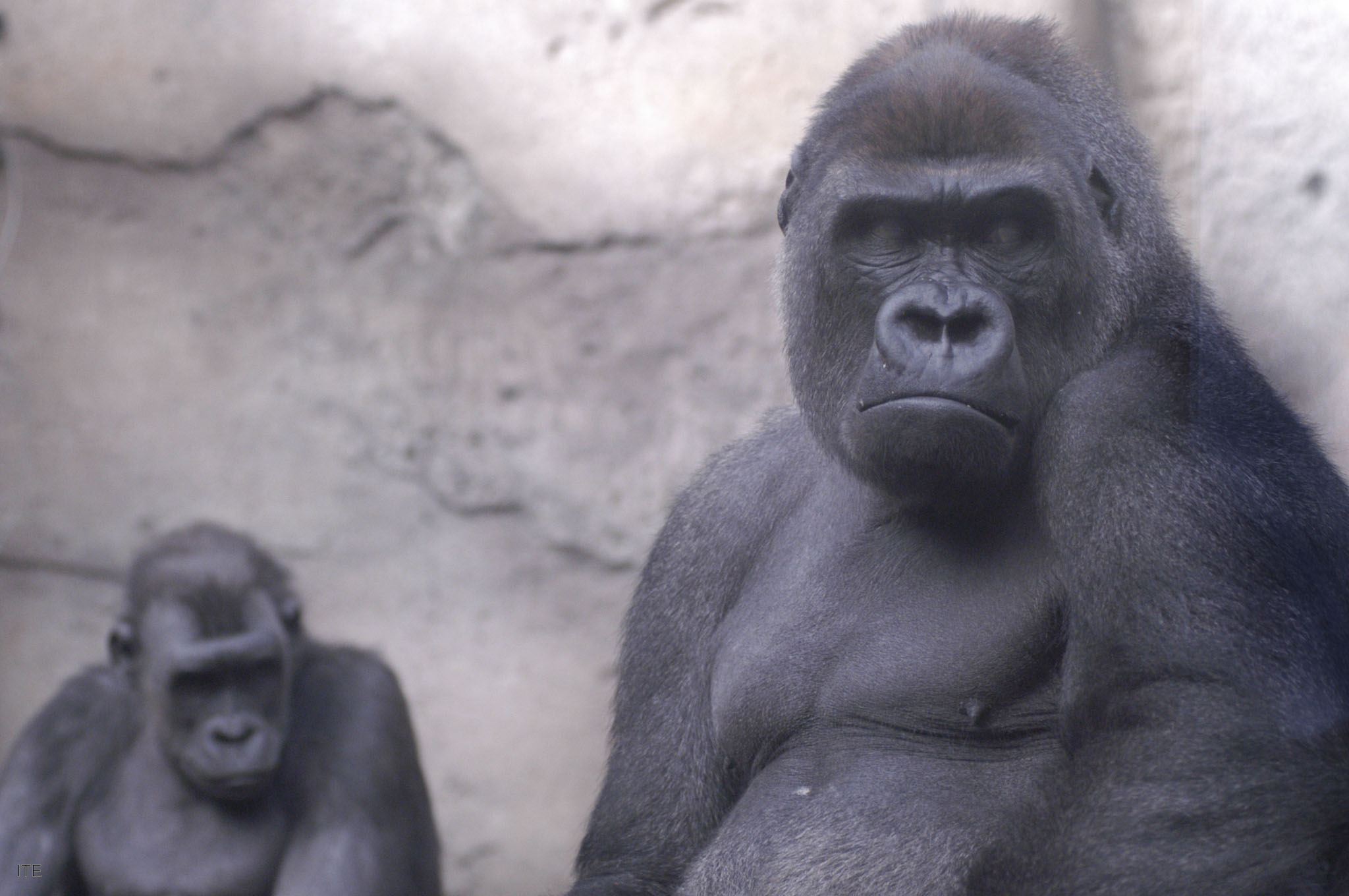 El primer atlas músculo-esquelético del gorila con imágenes se gesta en Valladolid