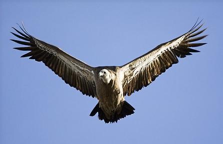 Gecen pide información al Consell sobre los buitres muertos por colisionar con aerogeneradores en Els Ports