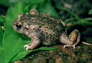 Madrid protege las especies de anfibios amenazadas en el Parque Natural de Peñalara