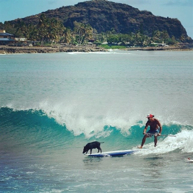 Has visto a algún cerdo hacer surf (Mira este VIDEO)