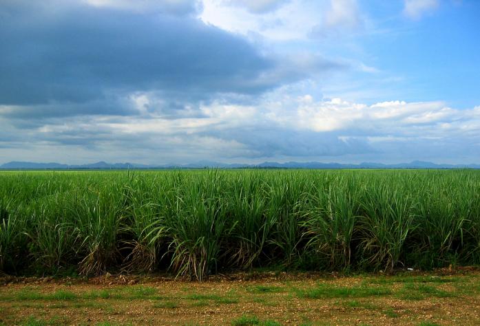 El cultivo de caña de azúcar enfría el clima local