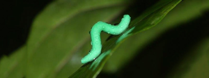 Realizan novedoso estudio sobre los patrones de depredación en insectos