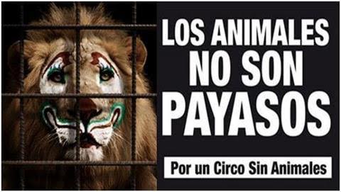 La magia del circo sin animales salvajes (Mira el VIDEO)