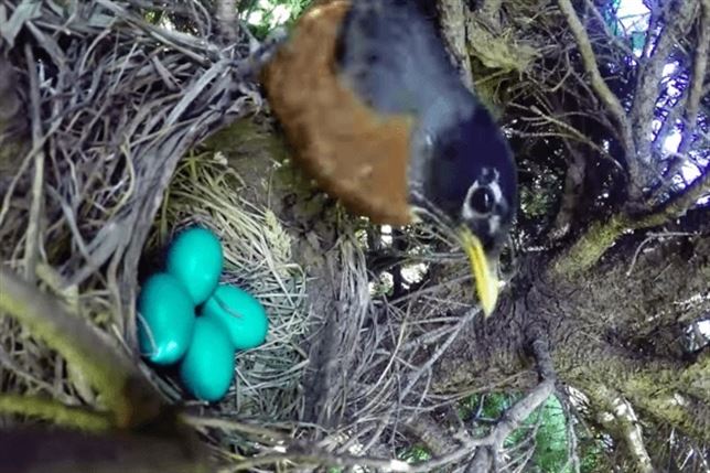 No te pierdas el vídeo más viral de la naturaleza