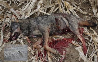 La Junta de Castilla y León asesina un lobo en Ávila