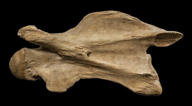 Resuelto el enigma del largo cuello de la jirafa