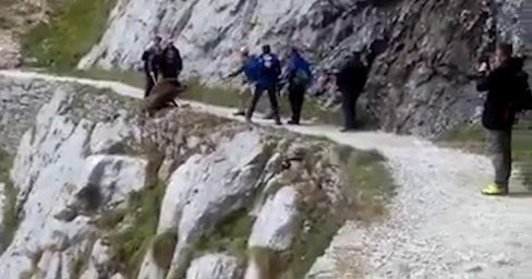 Despeñan ‘alegremente’ a un jabalí en Asturias
