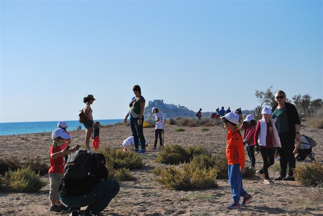 Niños y adultos regeneran las dunas de la playa norte de Peñíscola con 2.000 plantas