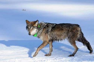 América del Norte: Hacen esfuerzos por la repoblación del Lobo gris mexicano en Arizona