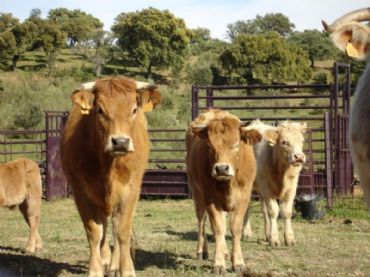 La Fefac colaborará con la FAO para analizar el impacto ambiental de la ganadería