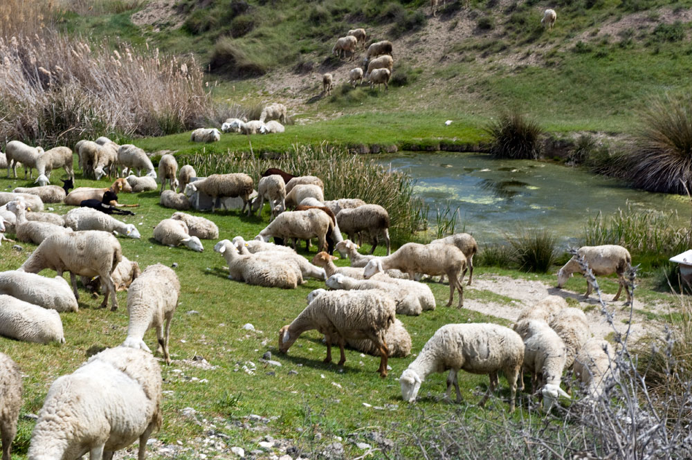 Proyecto de conservación de Charcas ganaderas