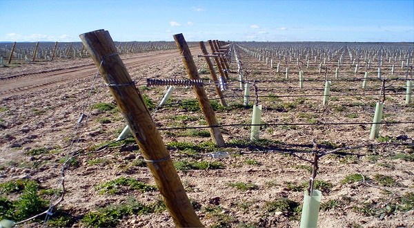 El Gobierno permitirá más espalderas y el uso masivo de herbicidas en las ZEPA de aves esteparias