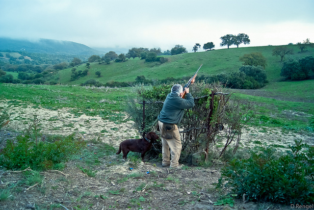Uso de métodos ilegales de caza en un coto de San José del Valle (Cadiz)