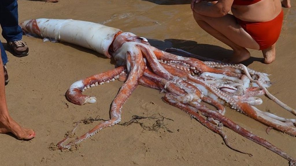 Bañistas de Llanes se encuentran a un calamar gigante