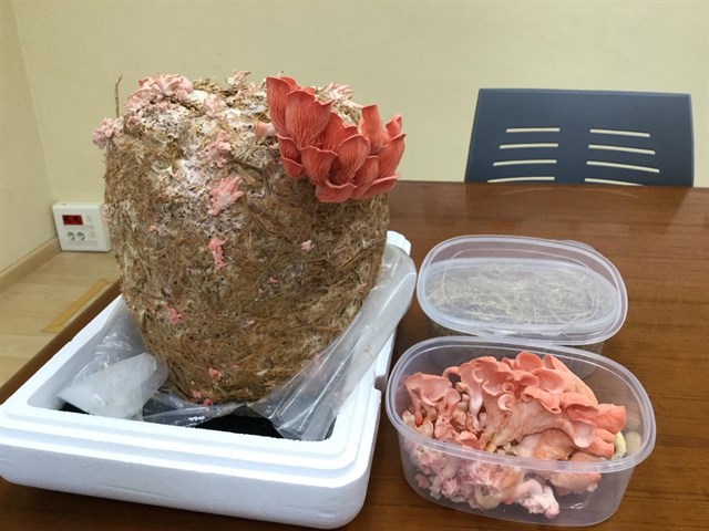 La incubadora Agro-Lab se estrena con vegetales en conserva y residuos de arroz para cultivar setas comestibles