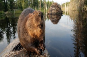 Castores y visones