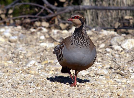 Cuál es el mejor momento del día para censar la perdiz roja