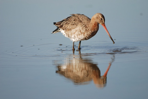 Cómo sobrevive la ‘aguja colinegra’ a situaciones extremas