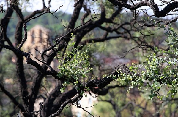 Nueve de cada diez alcornoques calcinados en Alt Empordà rebrotan