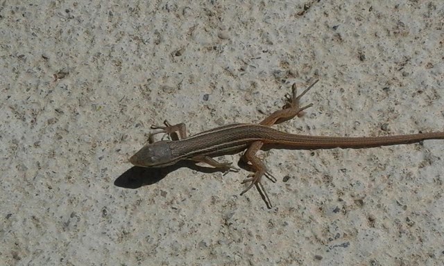 El Gobierno destina 350.000 a extraer agua subterránea para regar en el Júcar