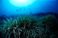 Las anclas arrasan la posidonea en el Parque Natural de SES SALINES DE FORMENTERA