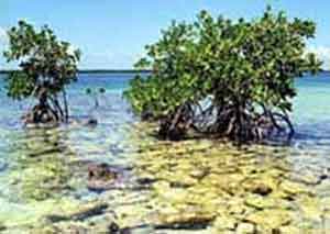 Restaurarán barreras protectoras en zonas ribereñas de Cuba