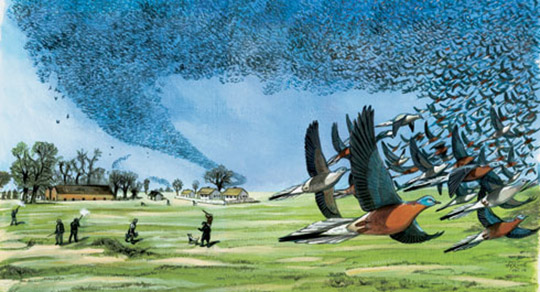 Cien años sin la paloma migratoria americana