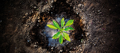 Infórmate aquí sobre el máster online de Administración Ambiental que imparte IIFA