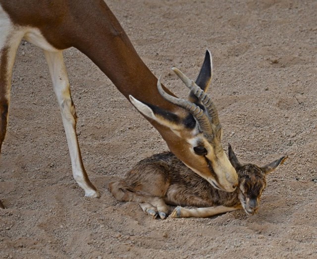 "Naturaleza salvaje" en Bioparc con el nacimiento de una gacela extinguida en el medio natural