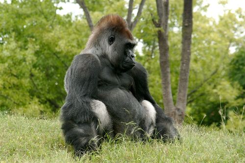 Criopreservación de especies amenazadas