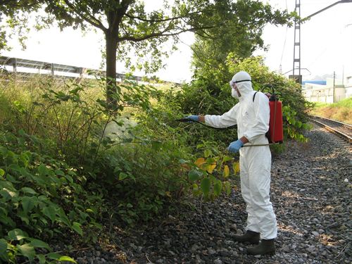 Cantabria. El Ayuntamiento de Astillero quiere erradicar el bambú japonés
