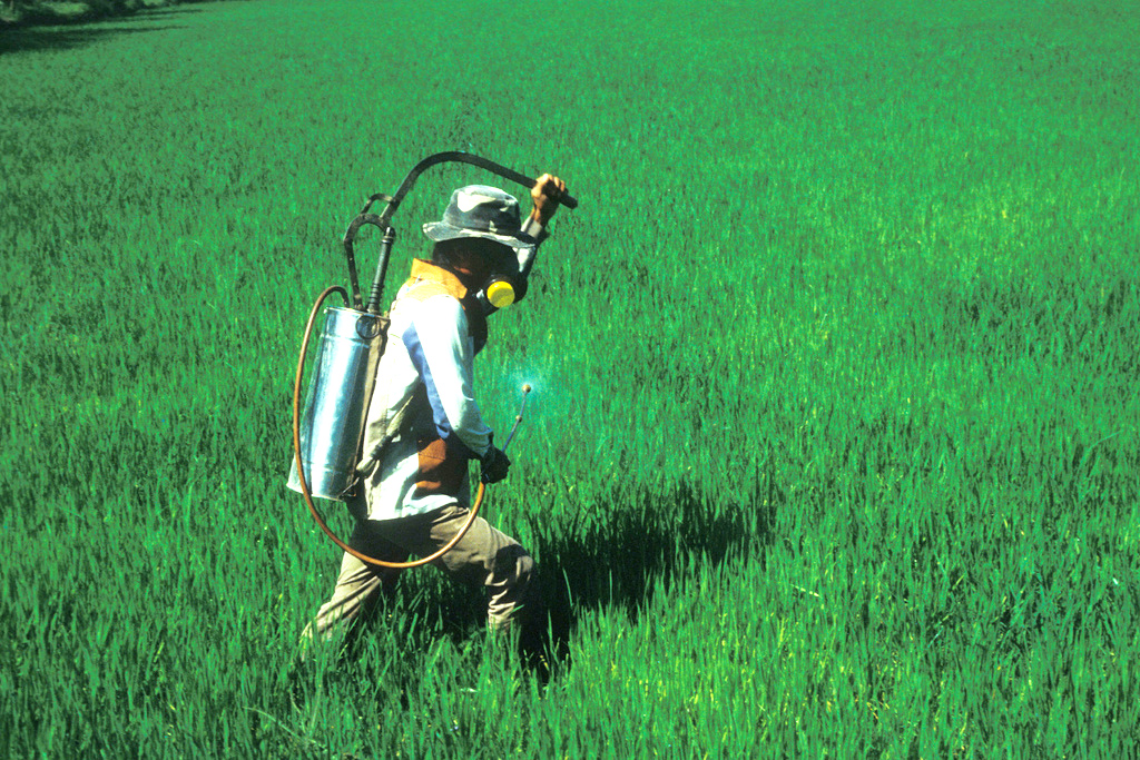 Limpian con microorganismos suelos contaminados por pesticidas