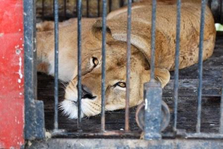 Murcia podría declararse municipio ‘libre de circos con animales’