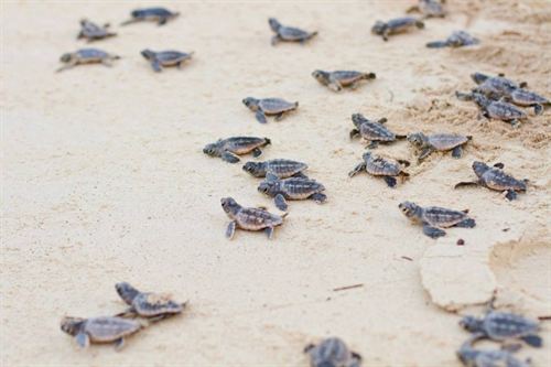 Apadrinan más de 18.000 huevos de tortuga en México