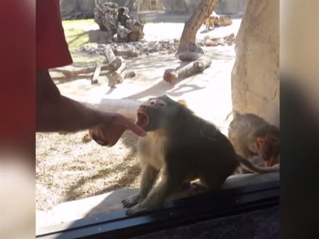 Los babuinos y la magia (Vea VIDEO)