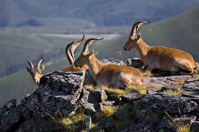 Juicio contra banda de furtivos