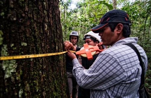 Jóvenes forestales peruanos contribuyen a la investigación sobre castaña